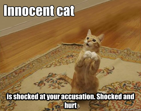 Innocent cat is shocked at your accusation. Shocked and hurt  Innocent cat