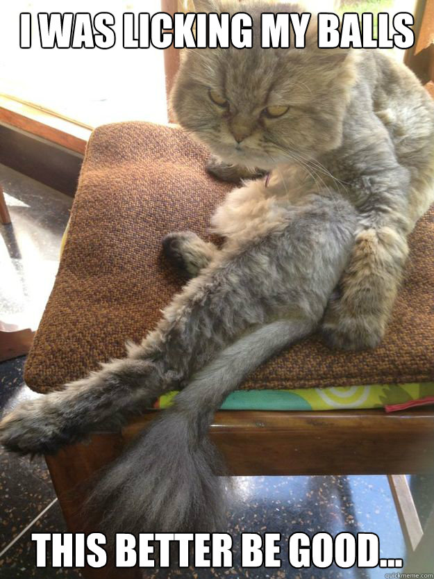 I was licking my balls This better be good...  Pissed off cat
