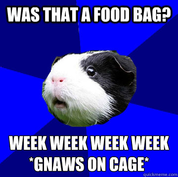 Was that a food bag? week week week week
*gnaws on cage*  Jumpy Guinea Pig