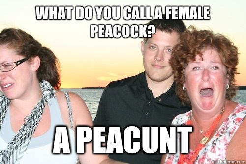What do you call a female peacock? A peacunt - What do you call a female peacock? A peacunt  Dirty Joke Dan
