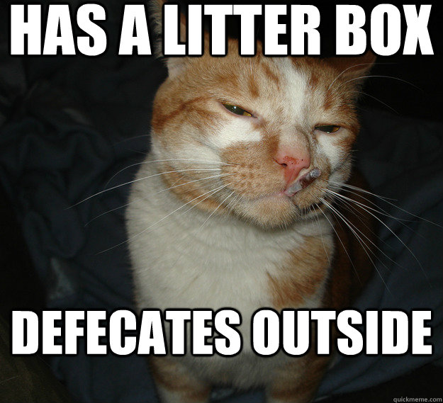 HAS A LITTER BOX DEFECATES OUTSIDE  Good Guy Cat
