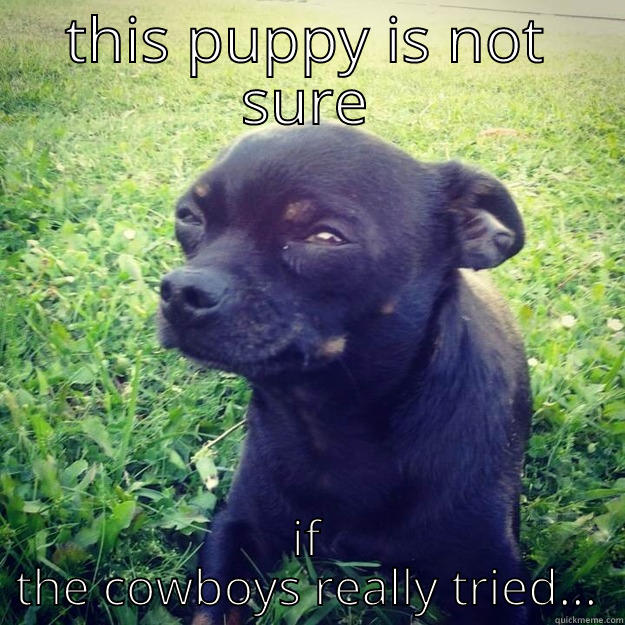 skeptical puppy - THIS PUPPY IS NOT SURE IF THE COWBOYS REALLY TRIED... Skeptical Dog