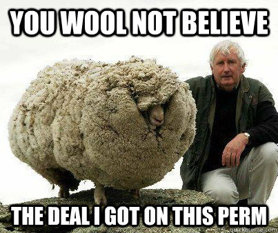 You wool not believe the deal i got on this perm  Fabulous Sheep