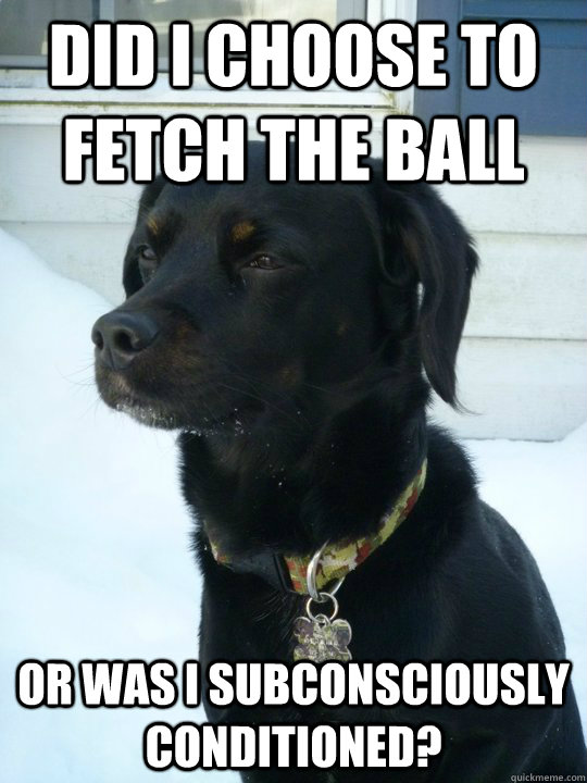 did i choose to fetch the ball or was i subconsciously  conditioned?  Philosophical Puppy