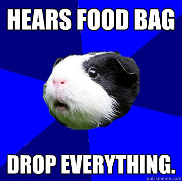 Hears food bag  DROP EVERYTHING. - Hears food bag  DROP EVERYTHING.  Jumpy Guinea Pig