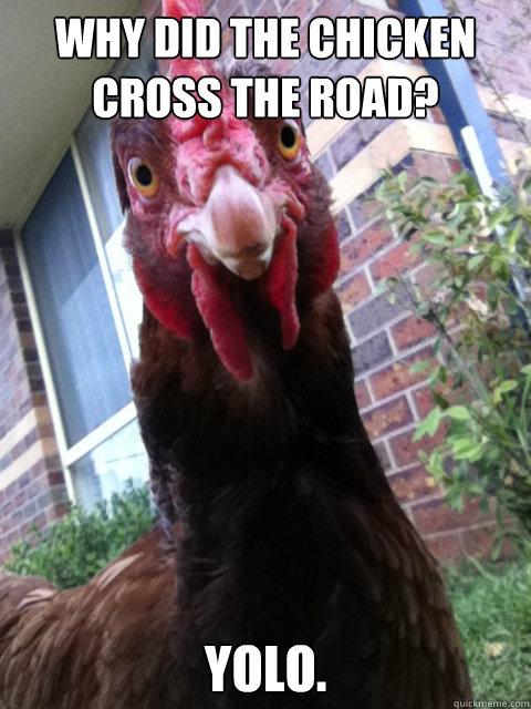 Why did the chicken cross the road? YOLO.  Binocular Vision Chicken