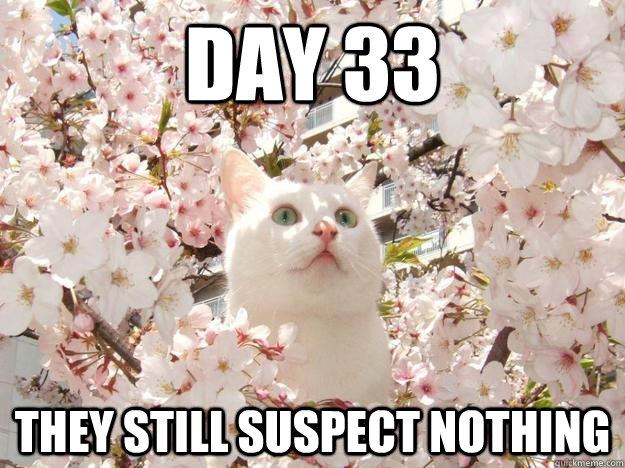 Day 33 They still suspect nothing  