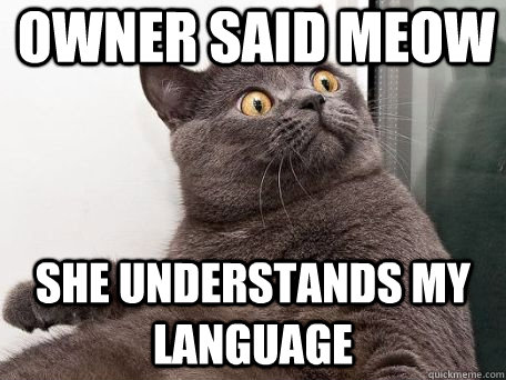 Owner said Meow She Understands My language  conspiracy cat
