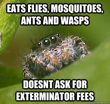 Eats flies, mosquitoes, ants and wasps doesnt ask for exterminator fees - Eats flies, mosquitoes, ants and wasps doesnt ask for exterminator fees  Misunderstood Spider
