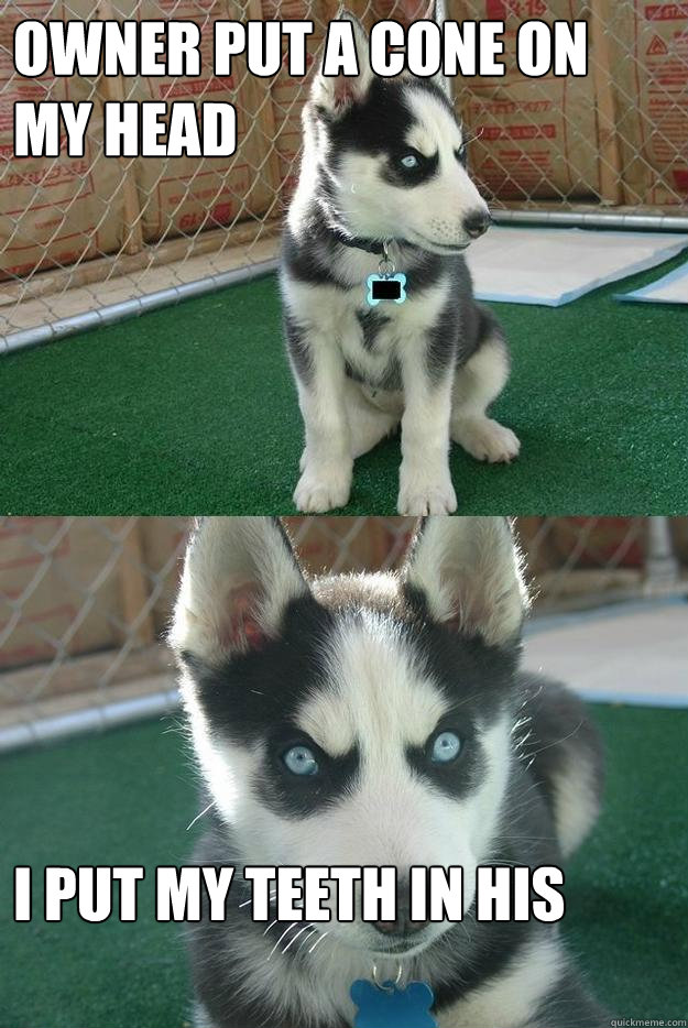 owner put a cone on my head  i put my teeth in his  Insanity puppy