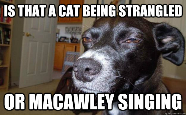 Is that a cat being strangled or macawley singing   Skeptical Mutt