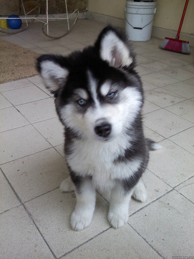 So you're telling me you can't poop where ever you want?  Skeptical Newborn Puppy