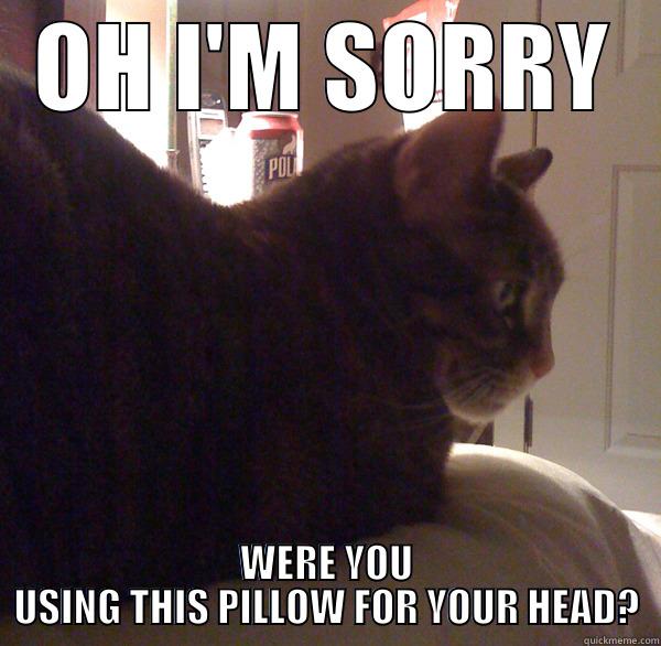 Pillow cat - OH I'M SORRY WERE YOU USING THIS PILLOW FOR YOUR HEAD? Misc