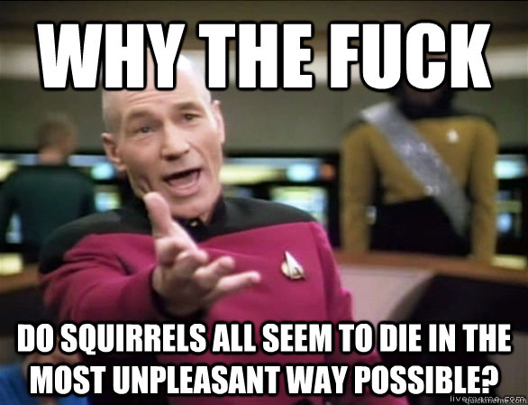 Why the fuck Do squirrels all seem to die in the most unpleasant way possible?  Annoyed Picard HD