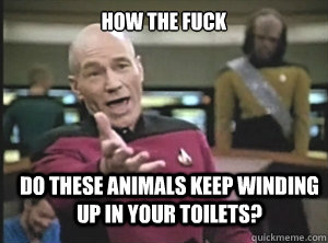 how the fuck do these animals keep winding up in your toilets?  Annoyed Picard
