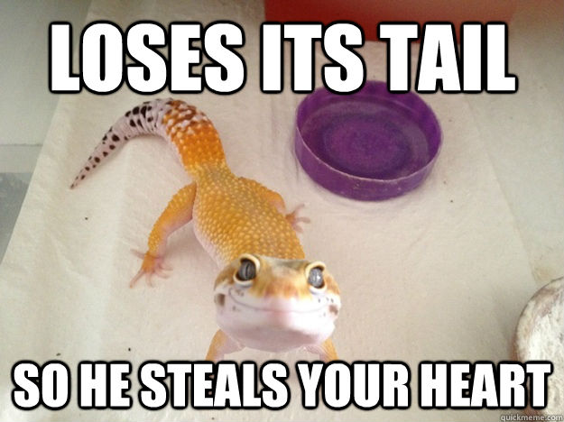 Loses its tail So he steals your heart  Ridiculously Photogenic Gecko