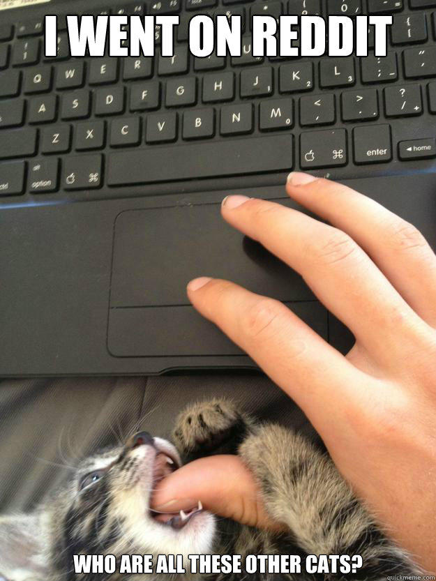 I went on reddit  who are all these other cats?  