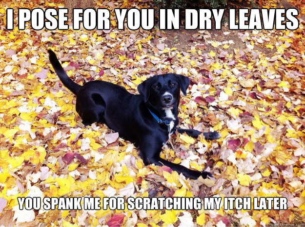 i pose for you in dry leaves you spank me for scratching my itch later  Guilt Giving Good Dog