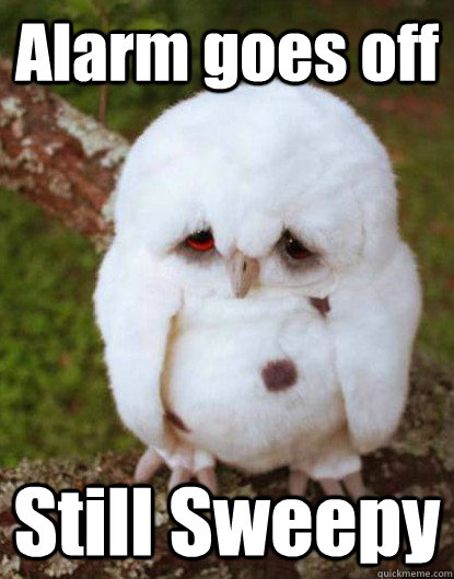 Alarm goes off Still Sweepy  Depressed Baby Owl