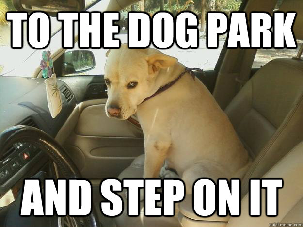 To the Dog park and step on it - To the Dog park and step on it  Misc
