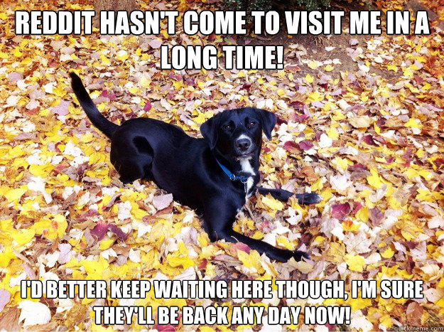 Reddit hasn't come to visit me in a long time! I'd better keep waiting here though, I'm sure they'll be back any day now!  Guilt Giving Good Dog