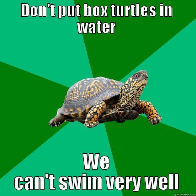 DON'T PUT BOX TURTLES IN WATER WE CAN'T SWIM VERY WELL Torrenting Turtle
