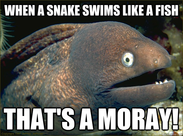 When a snake Swims like a fish That's A Moray!  Bad Joke Eel