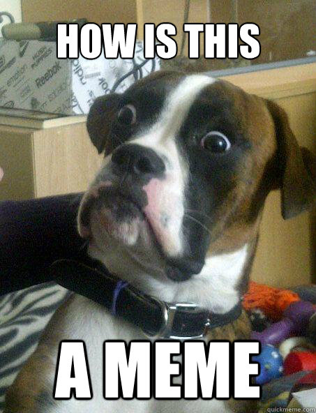 HOW IS THIS A MEME  Baffled boxer