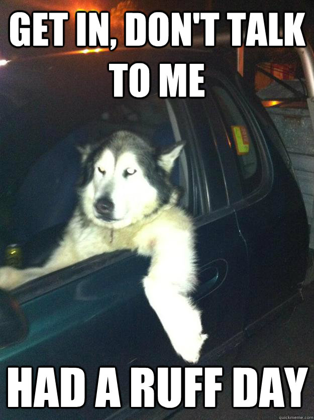Get in, don't talk to me Had a ruff day  Mean Dog