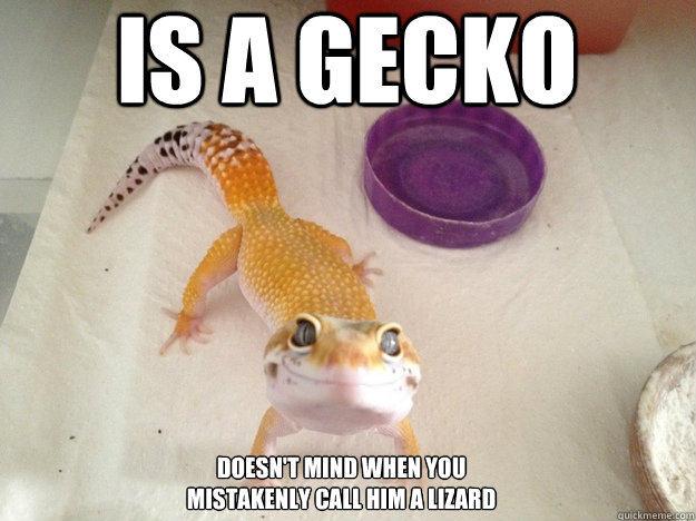 Is a Gecko doesn't mind when you 
mistakenly call him a lizard  