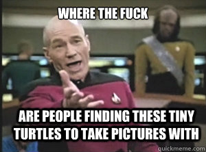 where the fuck are people finding these tiny turtles to take pictures with  Annoyed Picard