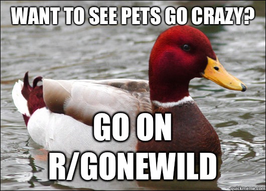 Want to see pets go crazy? Go on r/gonewild  Malicious Advice Mallard