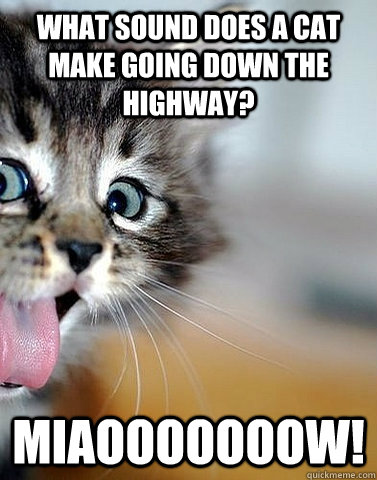 what sound does a cat make going down the highway? miaooooooow! - what sound does a cat make going down the highway? miaooooooow!  Bad Joke Cat