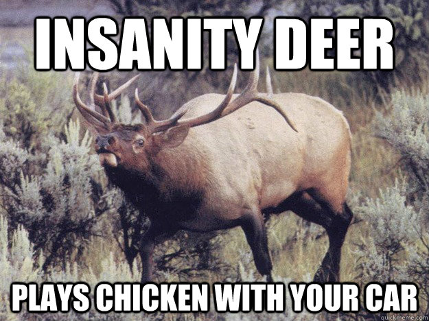 Insanity Deer Plays Chicken with your car - Insanity Deer Plays Chicken with your car  Insanity Deer