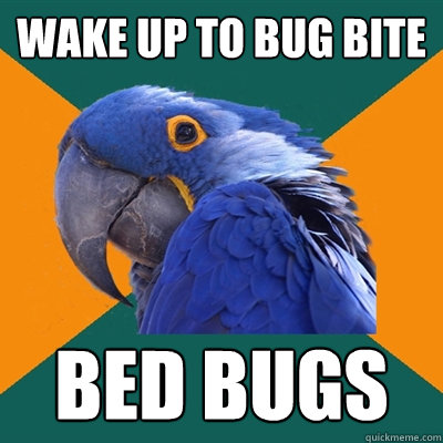 Wake up to bug bite Bed Bugs  Paranoid Parrot