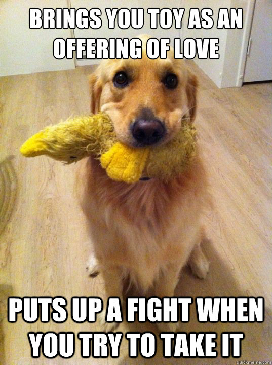 Brings you toy as an offering of love puts up a fight when you try to take it - Brings you toy as an offering of love puts up a fight when you try to take it  Misc