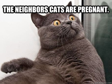 The neighbors cats are pregnant.   conspiracy cat