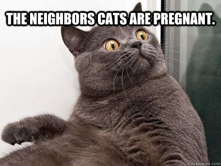 The neighbors cats are pregnant.  - The neighbors cats are pregnant.   conspiracy cat