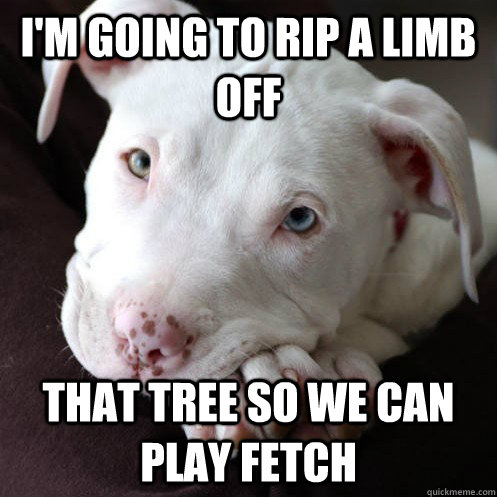 I'm going to rip a limb off that tree so we can play fetch  