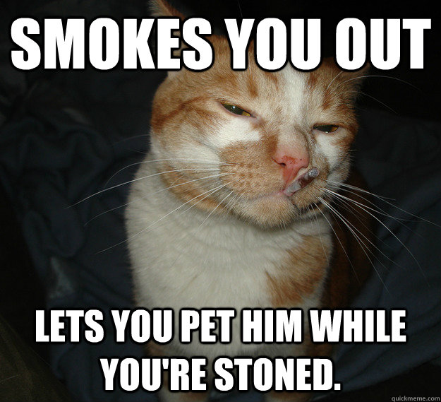 Smokes you out lets you pet him while you're stoned.  Good Guy Cat