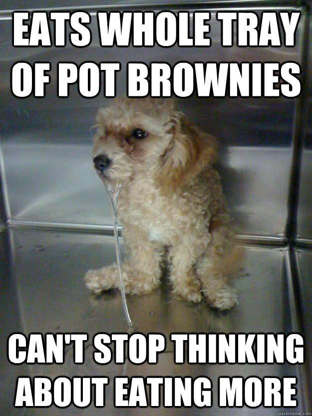 Eats whole tray of pot brownies can't stop thinking about eating more - Eats whole tray of pot brownies can't stop thinking about eating more  Misc