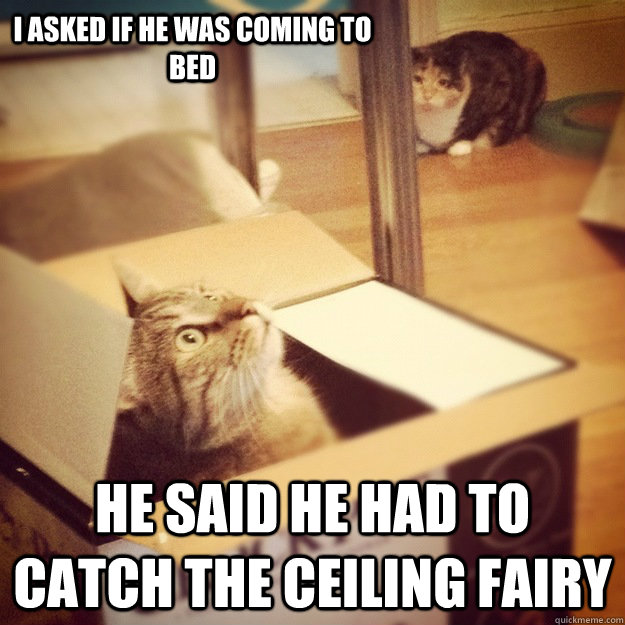 I asked if he was coming to bed He said he had to catch the ceiling fairy - I asked if he was coming to bed He said he had to catch the ceiling fairy  Cats wife
