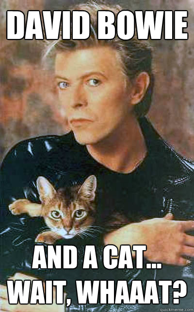 DAVID BOWIE AND A CAT... WAIT, WHAAAT? - DAVID BOWIE AND A CAT... WAIT, WHAAAT?  CAT PEOPLE