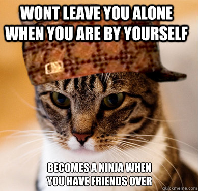 Wont leave you alone when you are by yourself becomes a ninja when you have friends over  Scumbag Cat