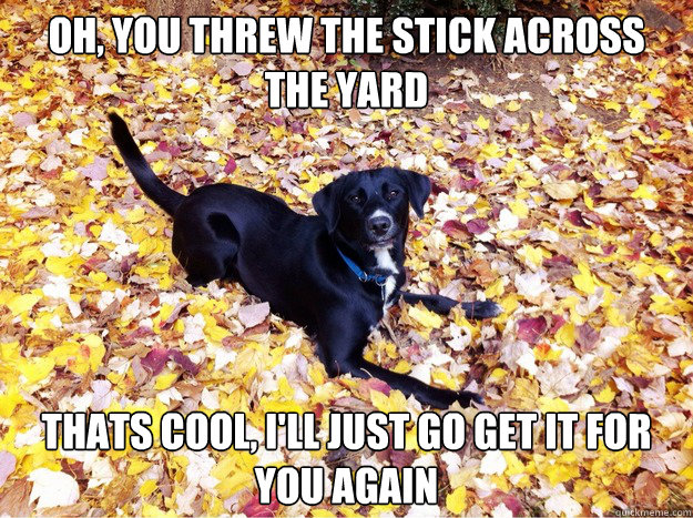 Oh, you threw the stick across the yard Thats cool, I'll just go get it for you again  