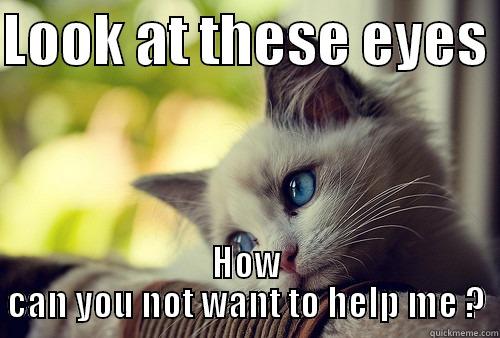 LOOK AT THESE EYES  HOW CAN YOU NOT WANT TO HELP ME ? First World Problems Cat