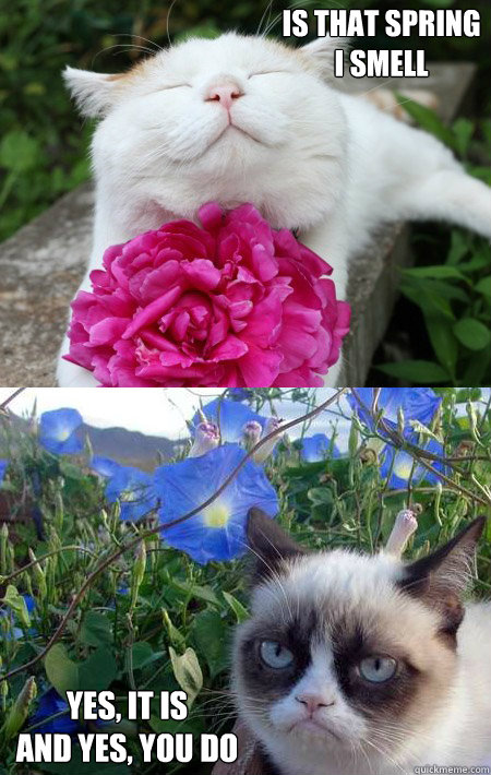 Is that spring 
I smell  yes, It is
and yes, you do - Is that spring 
I smell  yes, It is
and yes, you do  Grumpy Cat w happier cat and flowers