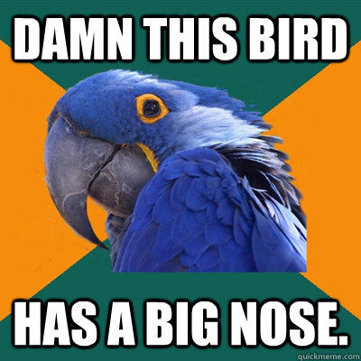 Damn this bird Has a big nose.  Paranoid Parrot