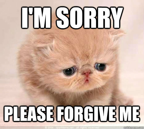 I'm sorry Please forgive me  Sorry Cat