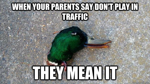 When your parents say don't play in traffic they mean it - When your parents say don't play in traffic they mean it  Dead Advice Mallard